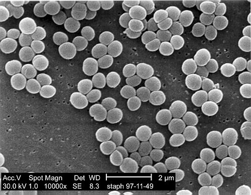 staphylococcal infection